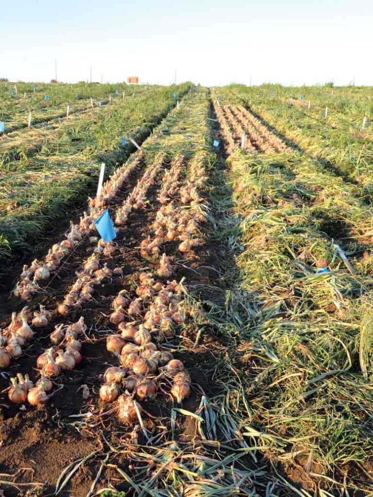 Commercial onion trial plots in the field ready for evaluation
